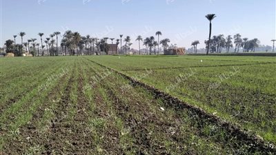 أسيوط تبدأ في زراعة محصول القمح مايقرب من 170 ألف فدان 