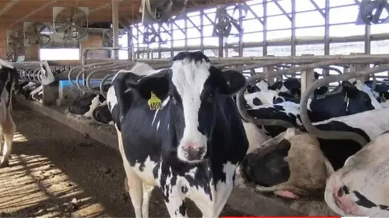 الثروة الحيوانية