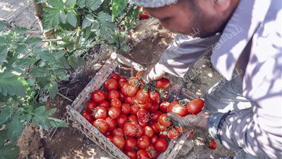 محصول الطماطم.. ذهب أحمر يواجه أعباء الإنتاج وتقلبات السوق بأسيوط 