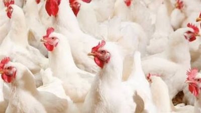 منتجي الدواجن: تكلفة كيلو الفراخ 75 جنيهًا وتباع للمواطنين بأقل من ذلك