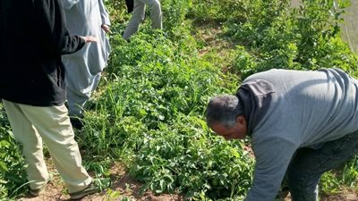 «الزراعة» تتابع ميدانيًا مكافحة النمل الأبيض.. وتتفقد الزراعات الشتوية في الصعيد