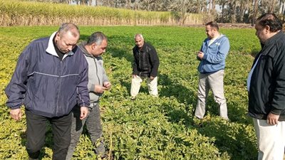 بتكليفات من «فاروق».. الزراعة تكثف الجولات بالصعيد لمتابعة النمل الأبيض والمحاصيل الشتوية