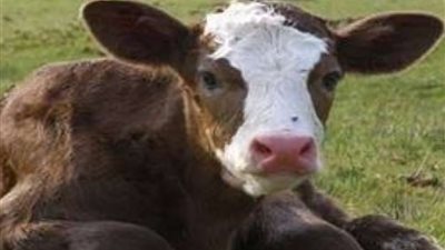 تعرف على شروط القرض التمويلي للمشروع القومي لإحياء البتلو