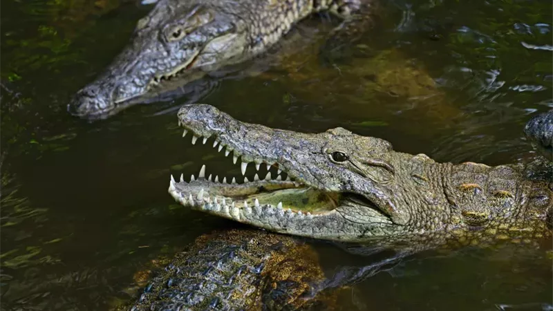 تماسيح في النيل تُثير