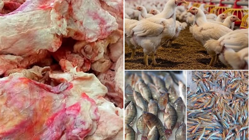  أسعار الدواجن واللحوم