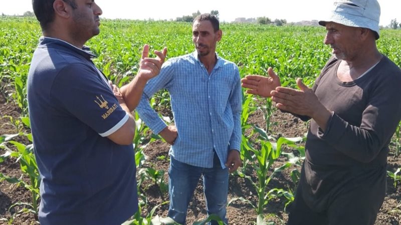 زراعة القمح بطريقة