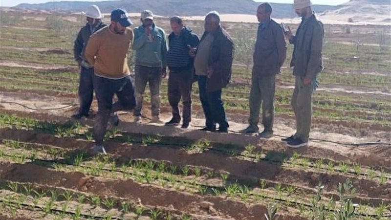 جهود مركز بحوث الصحراء