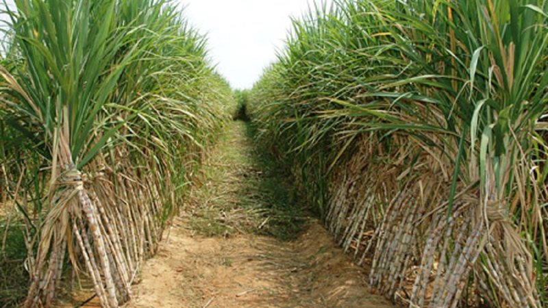 توريد قصب السكر 