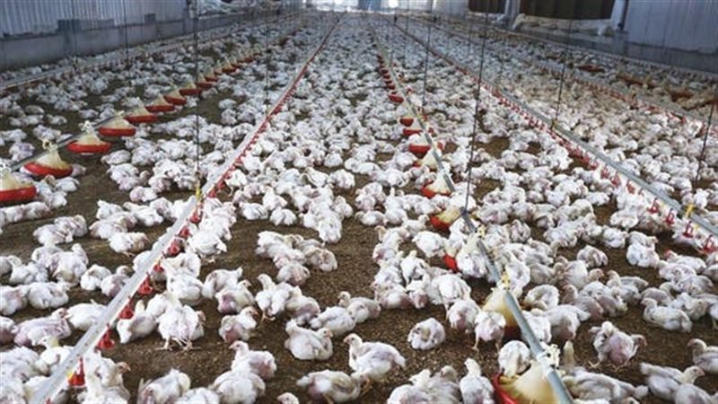 مبادرة وزارة الزراعة