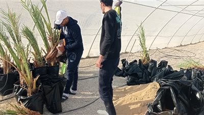 الشباب والرياضة تستكمل أعمال الأندية الزراعية بمركز شباب الفرافرة