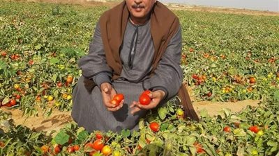 تحقق توقعات نقيب الفلاحين بشأن ارتفاع أسعار الطماطم.. ما القصة؟