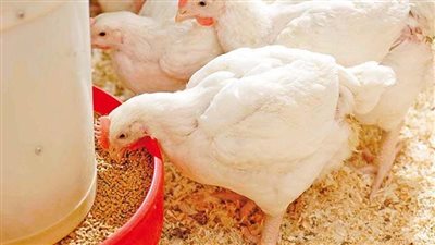 أسعار الدواجن اليوم السبت 3 يناير 2026 