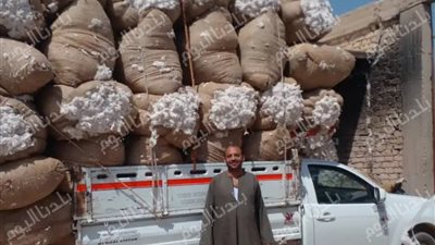 أسيوط تشتهر بزراعة أكثر من 5 آلاف فدان قطن.. تفاصيل 