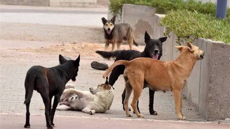 كلاب ضالة، أرشيفية