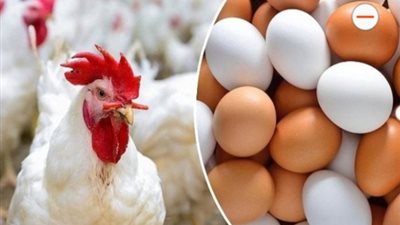 ارتفاع أسعار الدواجن خلال أعياد الميلاد المجيد..إعرف التفاصيل