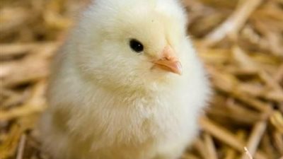 وزارة الزراعة: ليس هناك مبرر لارتفاع أسعار الكتاكيت في الأسواق 