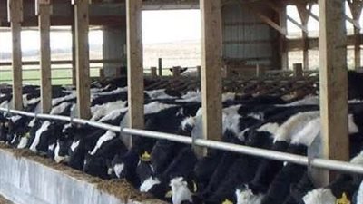 مديرية الطب البيطري بكفر الشيخ تعلن انطلاق الحملة القومية للحمى القلاعية