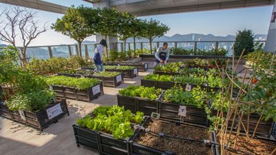 خاص| زراعة الأسطح بين الحلم والواقع.. هل تتحول المبادرات المنزلية إلى رافد للأمن الغذائي أم تظل حلولًا فردية؟