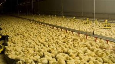 غضب البرماوي: كتاكيت التسمين بـ450 جنيه والدواجن تواصل الصعود في السوق