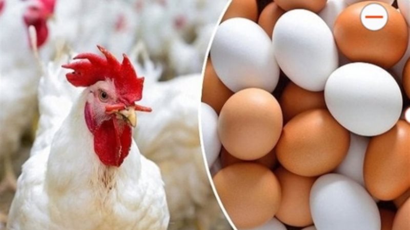 أسعار الدواجن