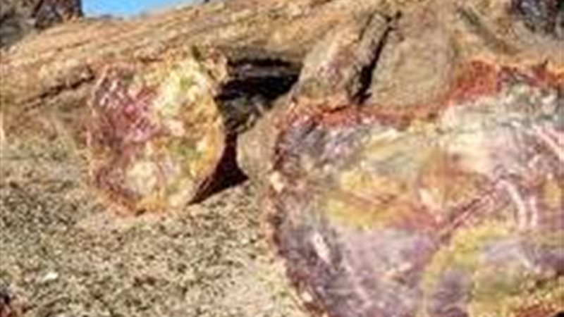 محمية الغابة المتحجرة