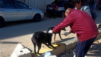 الطب البيطري ينفذ حملة لتحصين كلاب الشوارع ضد مرض السعار بسوهاج