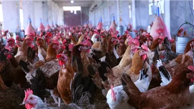 أسعار الفراخ في بورصة الدواجن اليوم الإثنين 12 يناير 2026