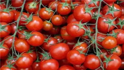 الطماطم تجنن الأسواق بسعرها.. أسعار الخضروات والفاكهة اليوم الجمعة 16 يناير 2026 