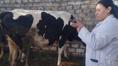 بيطرى المنيا : بدء حملة استثنائية للحد من الأمراض الوبائية