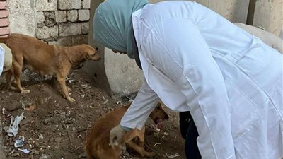 بيطري المنيا: تحصين الكلاب الحرة ضد السعار بعدة مناطق حيوية بالمحافظة 