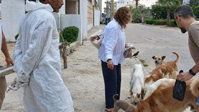بيطري الإسماعيلية يشن حملة موسعة لتحصين الكلاب الحرة ضد مرض السعار 