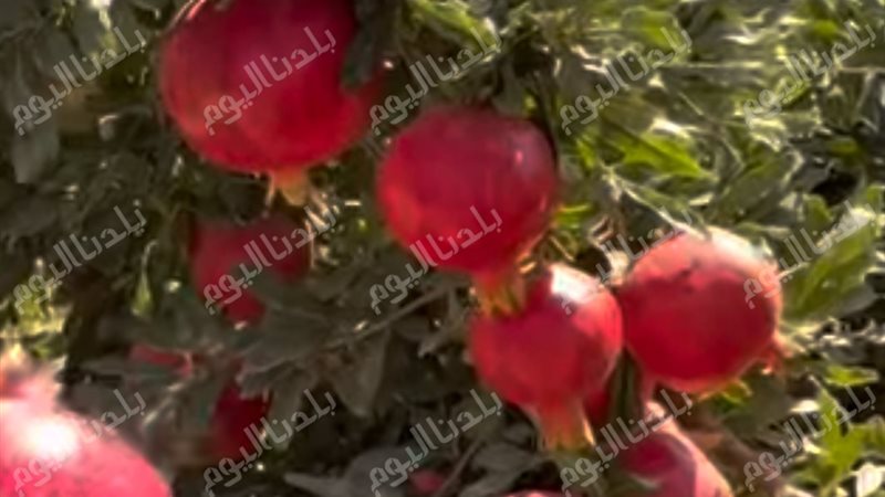 بلدنا اليوم