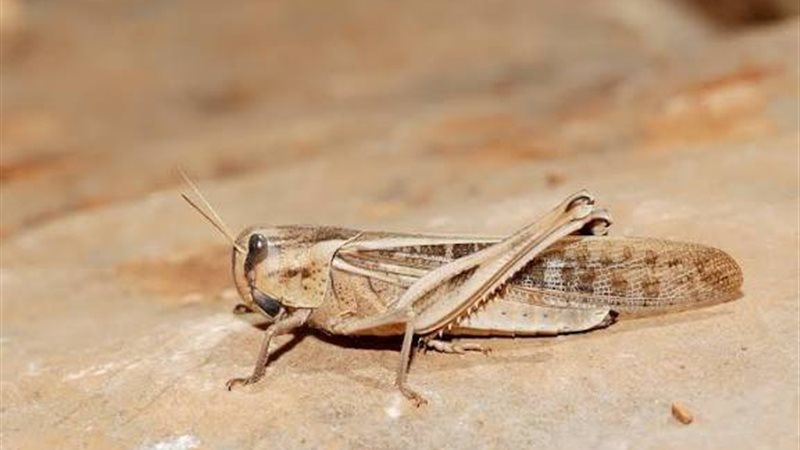 الجراد الصحراوي،