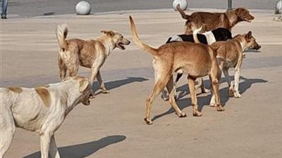 نقيب الفلاحين: أعداد الكلاب الضالة وصلت لـ 14 مليونًا والحل في التصدير