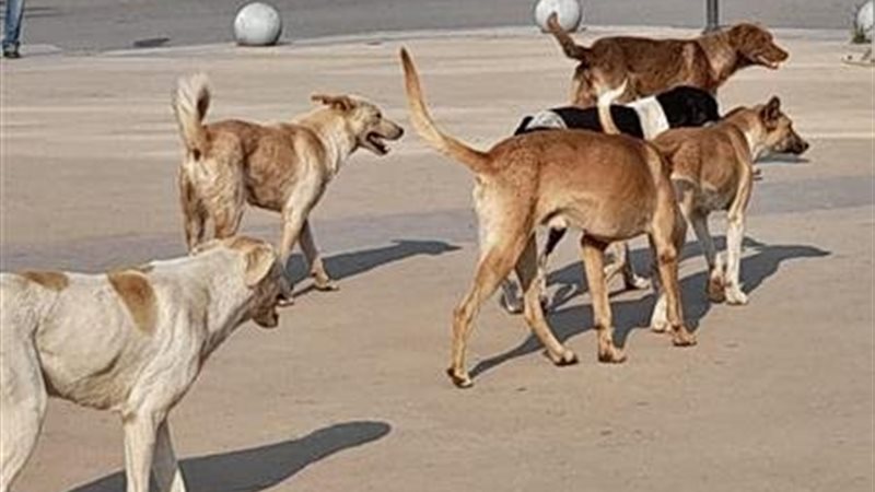 الكلاب الضالة في