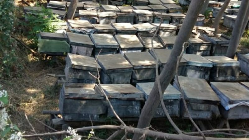 أحد المشروعات