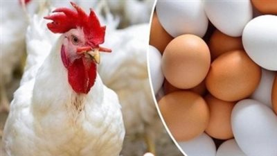 شعبة الدواجن: الشراء في رمضان يرتفع بنسبة 25% .. واحتمالات الاستيراد قائمة