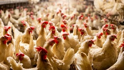 عبد العزيز السيد: طبق البيض بـ130 جنيه.. التفاصيل كامله 