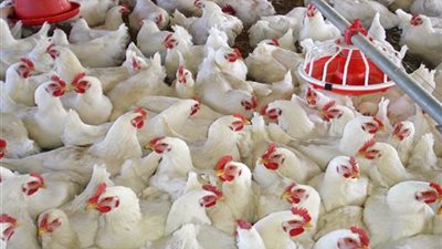 25 % زيادة في انتاج الدواجن.. شعبة الدواجن تكذب الخبر
