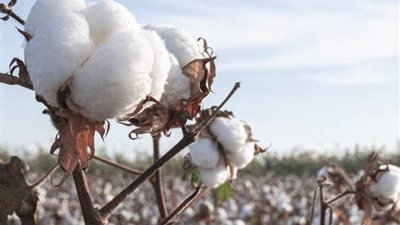 صادرات القطن المصري تتجاوز 134 مليون دولار منذ بداية الموسم