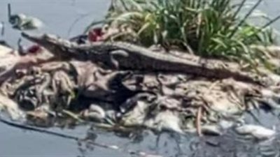 ظهور تمساح جديد بعزبة السدرة في الزوامل.. والجهات المعنية تتحقق