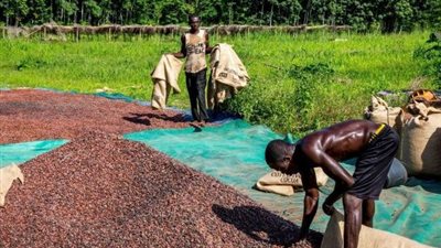 الكاكاو تحت حصار الفائض.. كوت ديفوار تضخ نصف مليار دولار لإنقاذ المزارعين