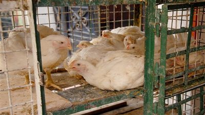 استقرار أسعار الفراخ في الأسواق اليوم الجمعة 27 فبراير 2026