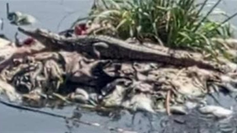 صورة من الفيديو 