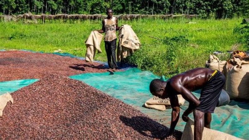 الكاكاو في كوت ديفوار