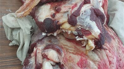 محافظ أسيوط: ضبط لحوم غير صالحة للاستهلاك الآدمي خلال حملات مكثفة بالمراكز