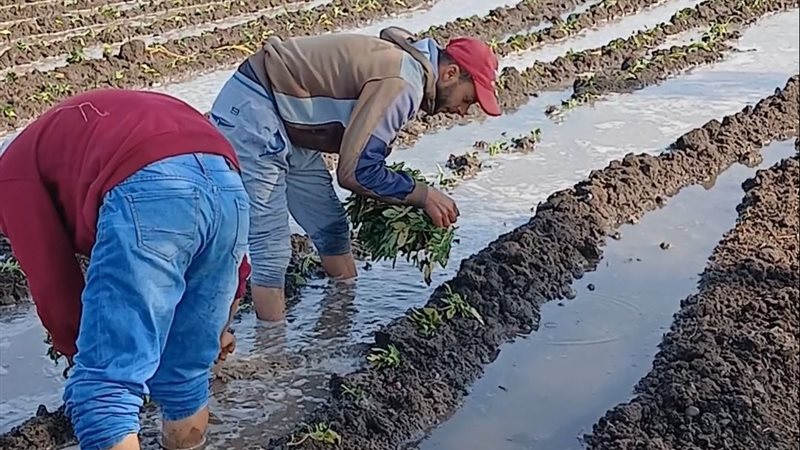 بداية زراعة نبات