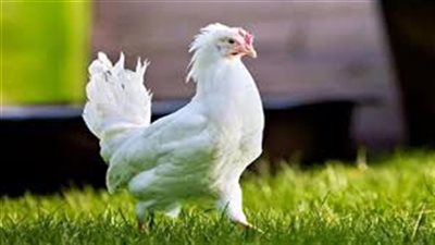تراجع مستمر في أسعار الدواجن اليوم الخميس 
