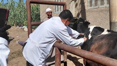 الغربية تُكثّف تحصين الماشية.. أكثر من 64 ألف رأس ضمن الحملة القومية