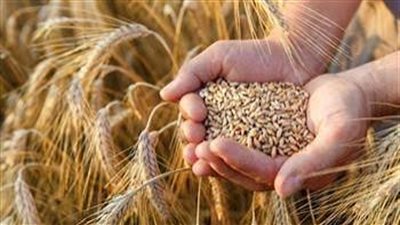 بتوجيهات رئاسية.. مدبولي يعلن رفع سعر توريد أردب القمح لـ 2500 جنيه لدعم الفلاح